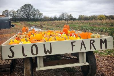 Pumpkins
