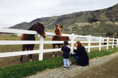 Horses