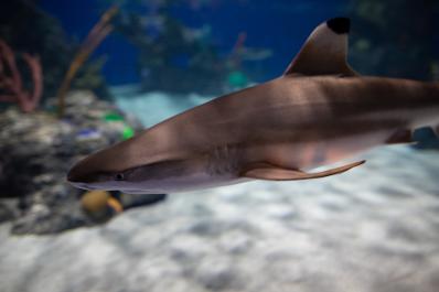 Electric City Aquarium and Reptile Den