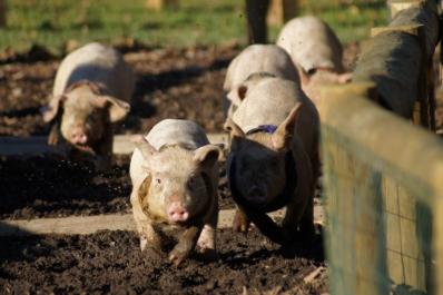 Pig Races