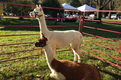 Alpacas of Sunshine Farm