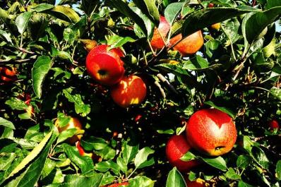 Apples at Millers