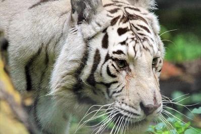 Claws 'N' Paws Animal Park