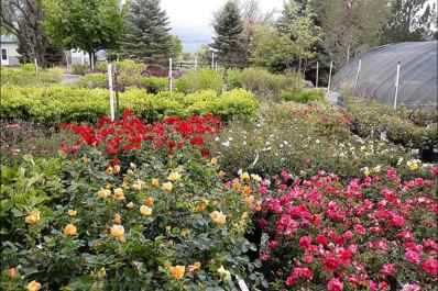 San Juan Gardens
