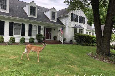Deer