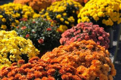 Ideal Farms Mums