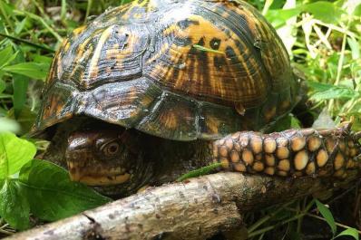 Turtle