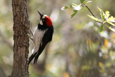 Woodpecker