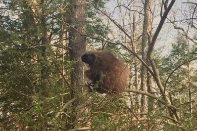 Beaver in a Tree