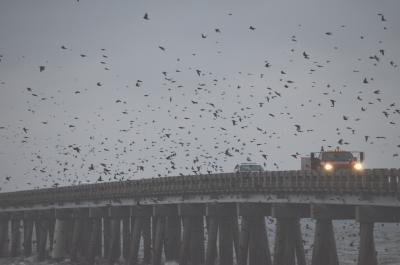 Purple Martin in The Outer Banks