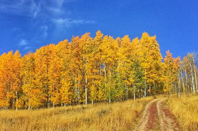 Fall Drives Rabbit Ears