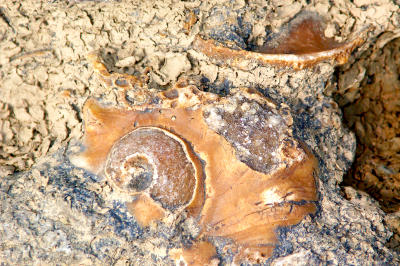 Falls of the Ohio fossil