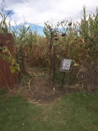 Corn Maze at Hilger's Family Farm