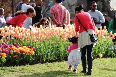 Tulip Festival