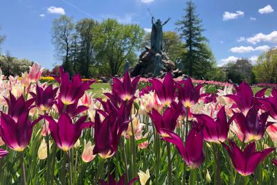 Albany Tulip Festival tulips