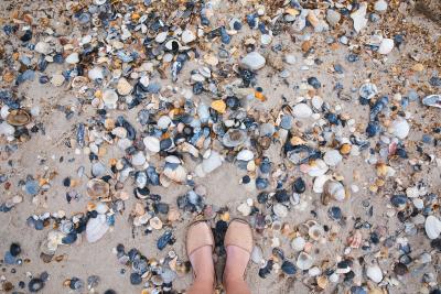 Seashells