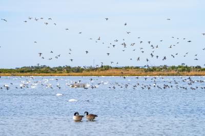 pea island wildlife refuge