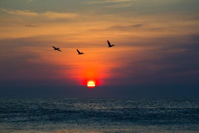 Frisco Pelicans During Sunrise in Outer Banks