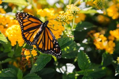 Monarch butterfly on a flower in a field near Pismo Beach, CA