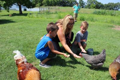 The Farm Chicken Feeding