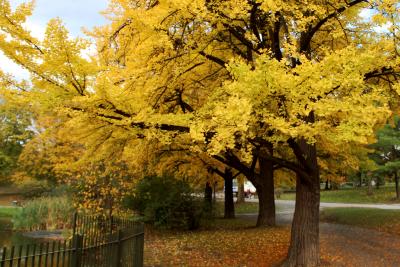 Washington Park in Fall