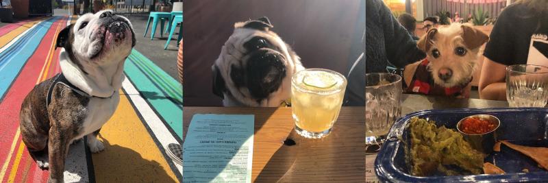 Dogs at Nido Photo