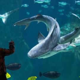 Loveland Living Planet Aquarium