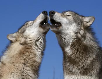 Wolves Howling