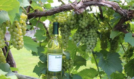 Grapes