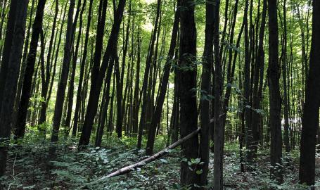 Ambler Flatwoods Nature Preserve trees on trail