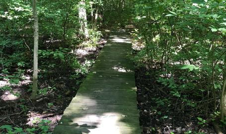 Ambler Flatwoods Nature Preserve boardwalk