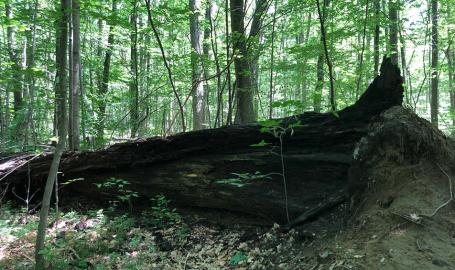 Ambler Flatwoods Nature Preserve tree trunk