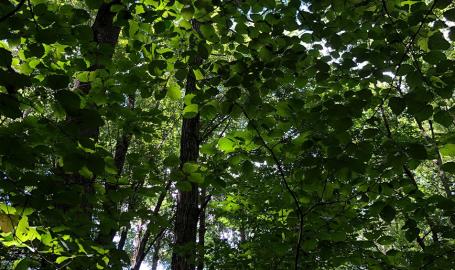 Ambler Flatwoods Nature Preserve leaves