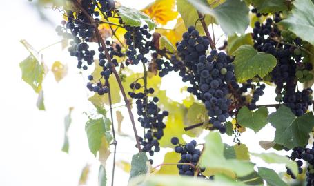 Grapes 3