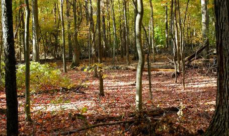 Barker Woods Nature Preserve