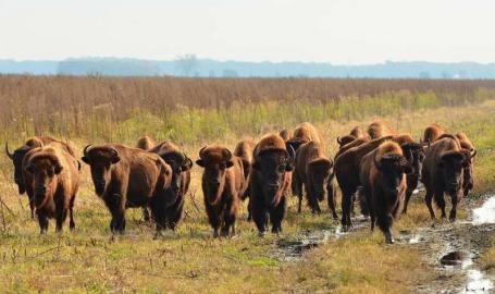 Bison at Kankakee Sands