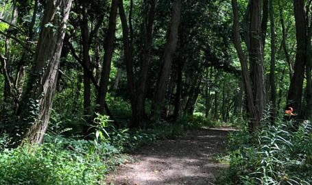Brincka Cross Gardens Michigan City - wooded trail