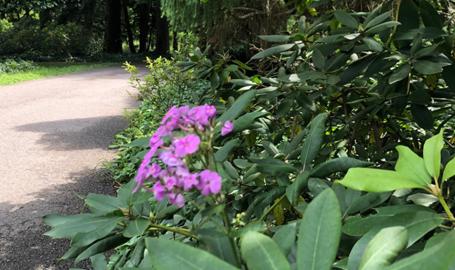 Brincka Cross Gardens Michigan City -flowers on trail