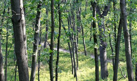 Cowles-Bog-3