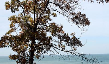Cowles_bog-2