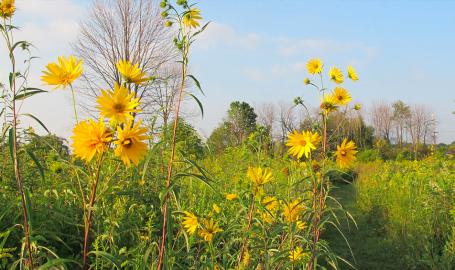 Cressmoor Prairie Nature Preserve