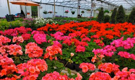 Drenth Growers Lake Village, Indiana