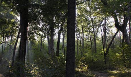 Dune Ridge Trail