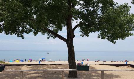 Wells-street-beach-tree