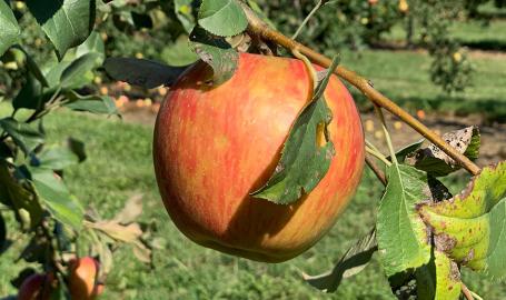 Apple picking at Fair Oaks Farms Orchard