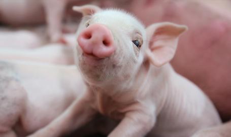 Fair Oaks Farms Pig Adventure