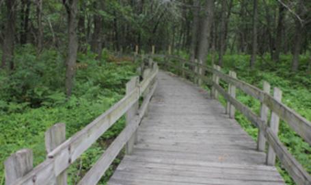 Gibson Woods