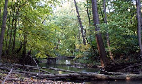Heron Rookery