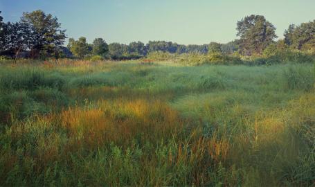 Hoosier Prairie