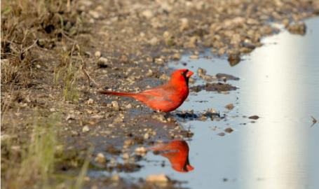Indiana Dunes Beach Birding